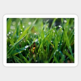 Dew Drop Grass Sticker